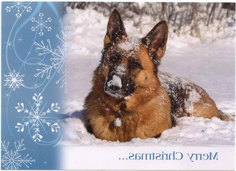 German Shepherd Christmas Cards