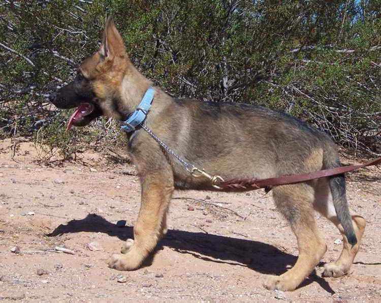 German Shepherd Collar Size