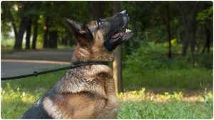 German Shepherd Collars And Leashes