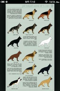 German Shepherd Color Chart