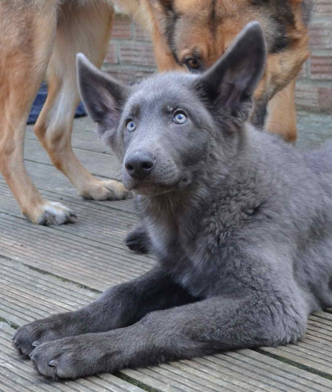 German Shepherd Colors Blue
