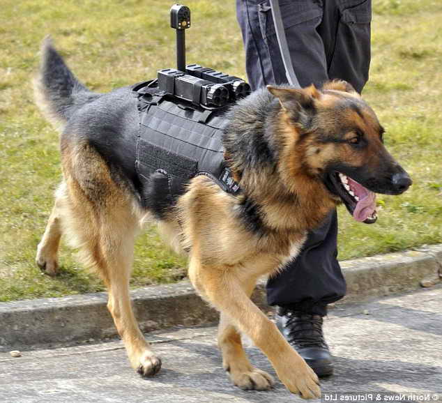German Shepherd Cop Dogs