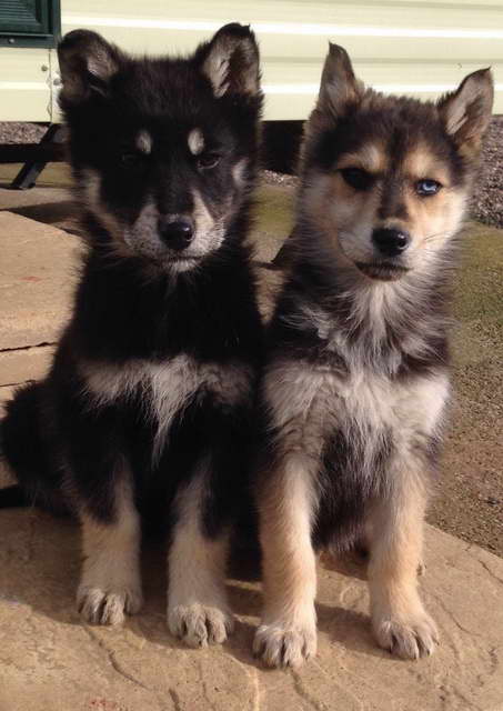 German Shepherd Cross Husky Puppies For Sale