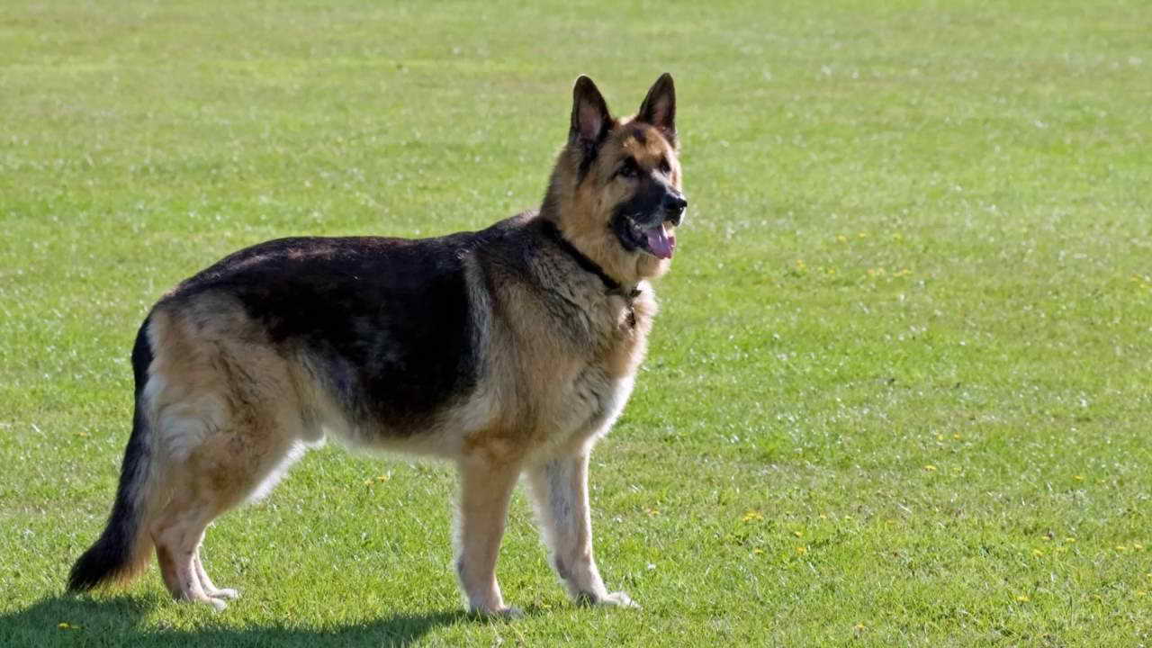 German Shepherd Dangerous Dog