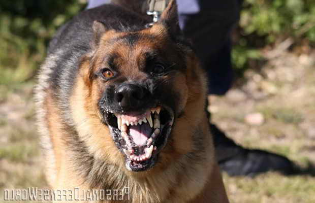 German Shepherd Defense Training