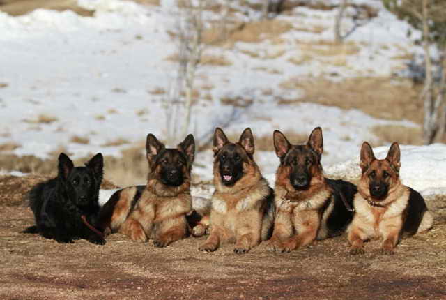 German Shepherd Denver