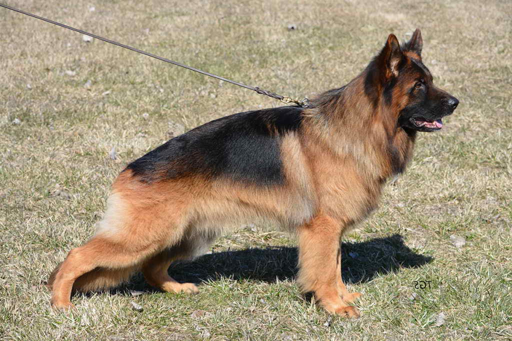 German Shepherd Disposition