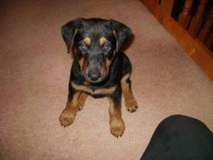 German Shepherd Doberman Mix Puppies For Sale