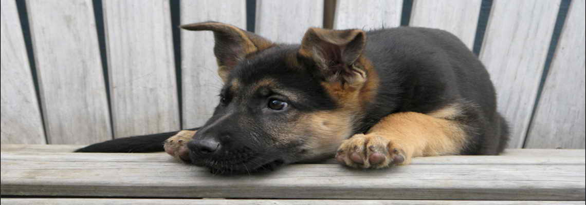 German Shepherd Dog Adoption