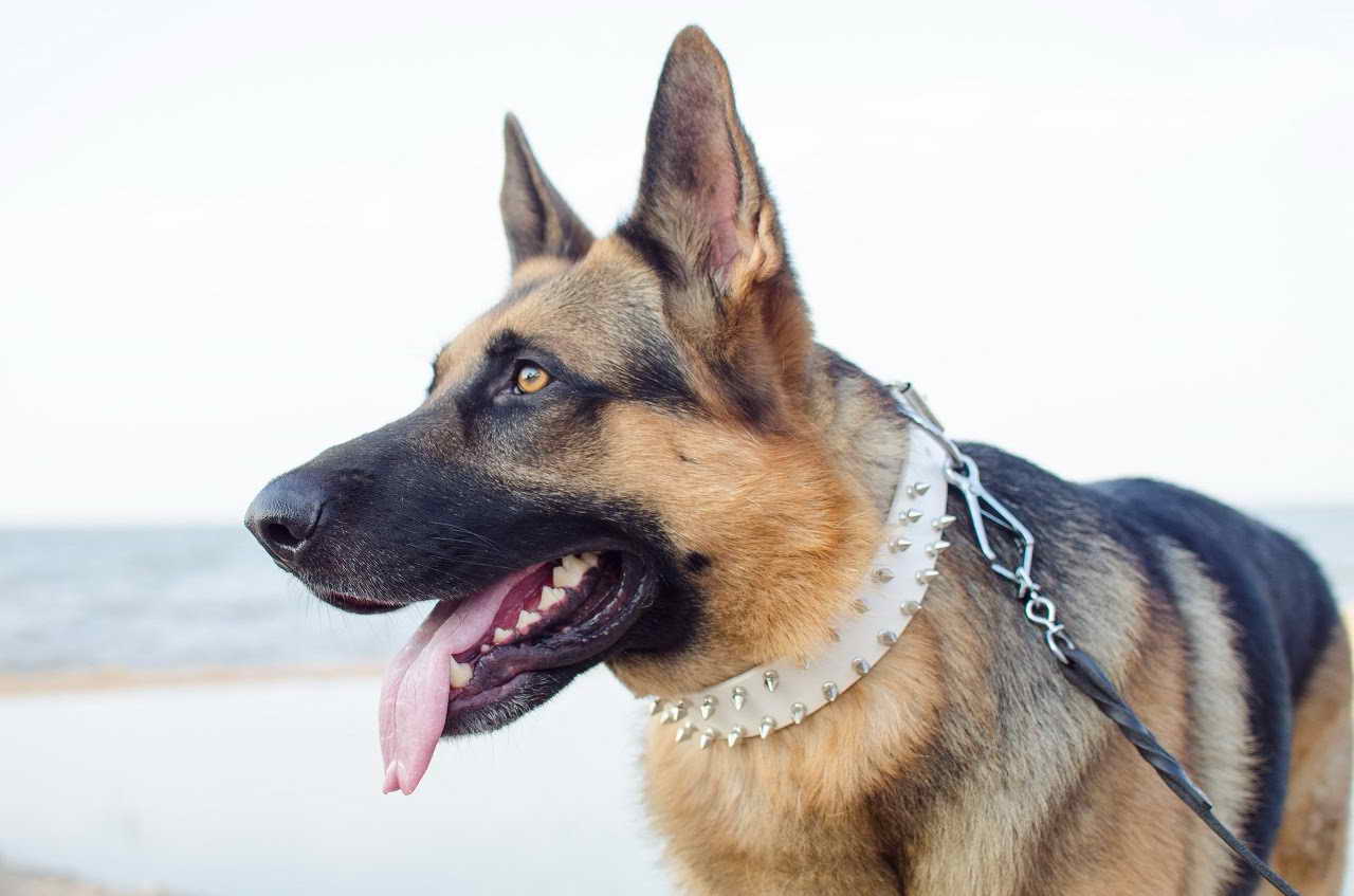 German Shepherd Dog Collars