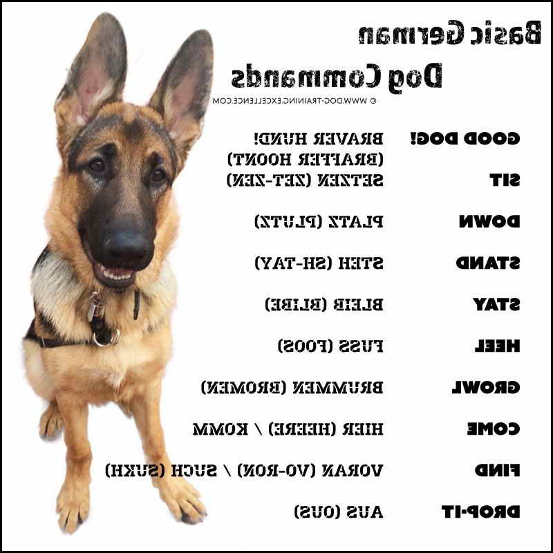 German Shepherd Dog Commands