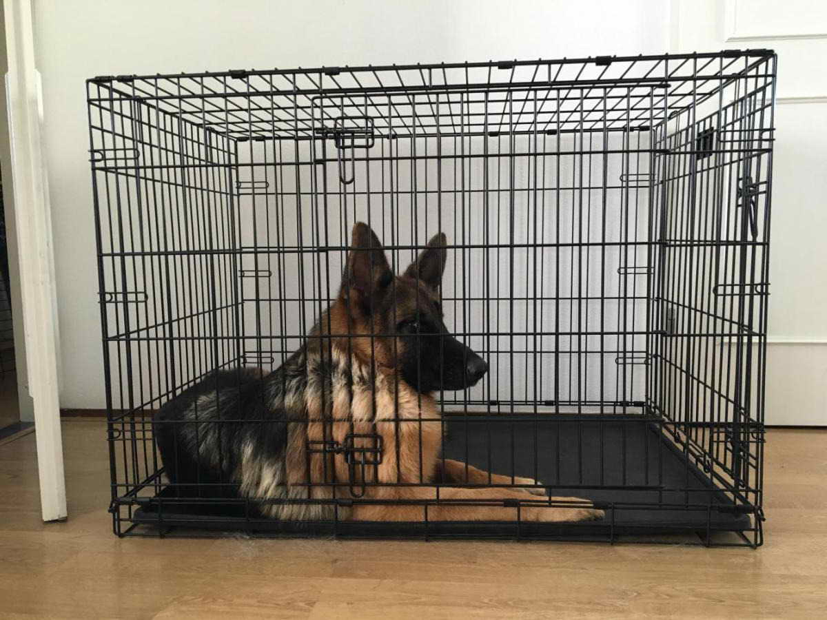 German Shepherd Dog Crate