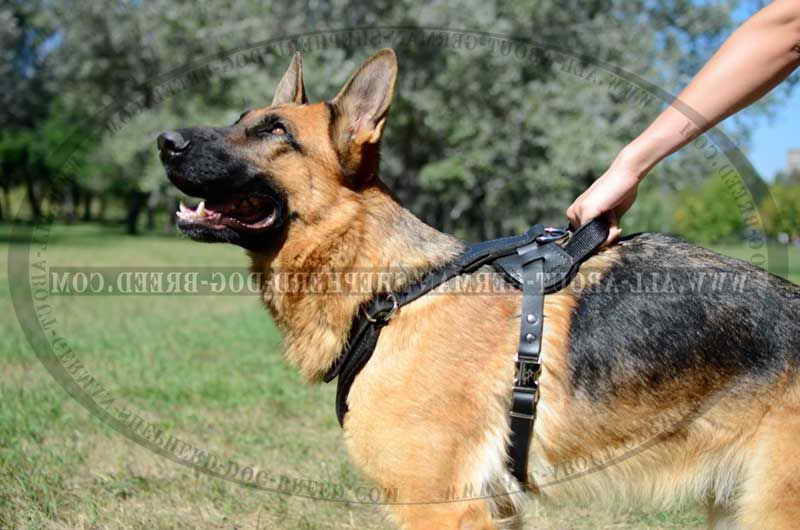 German Shepherd Dog Harness