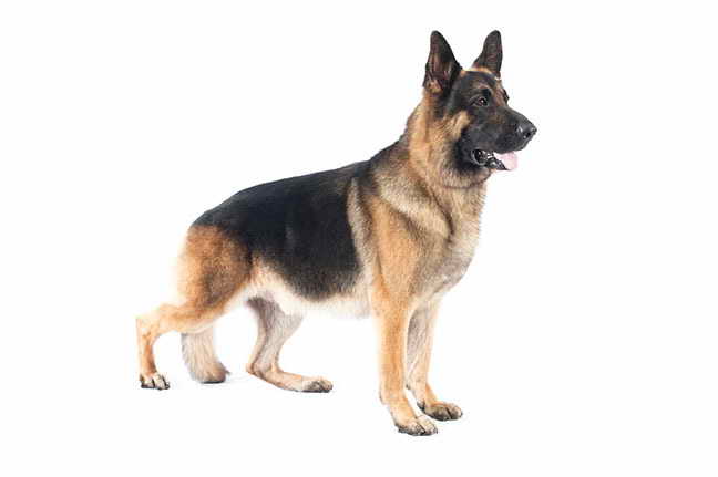 German Shepherd Dog Life Expectancy