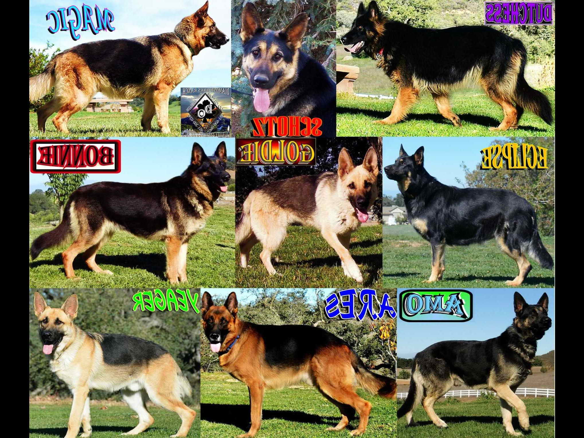 german shepherd list