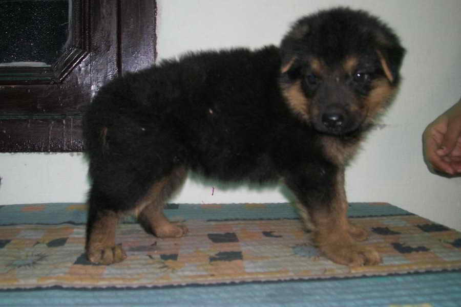 German Shepherd Dog Puppies For Sale Price
