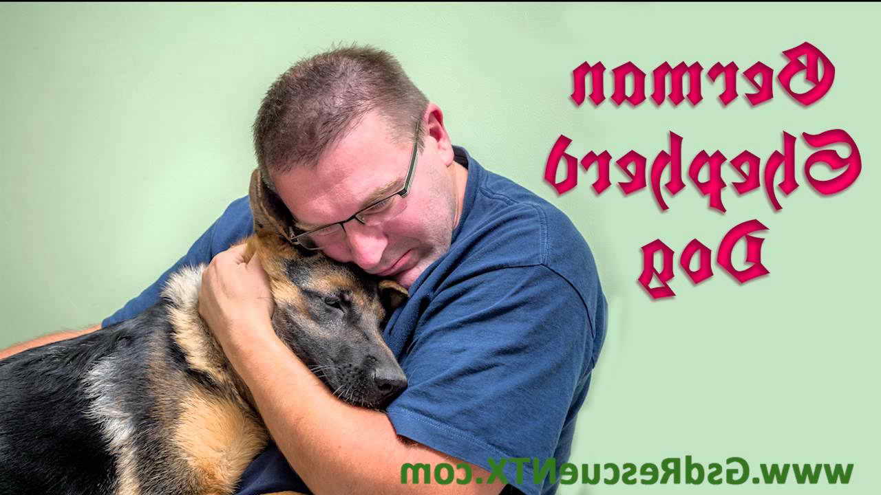 German Shepherd Dog Rescue Of North Texas Inc