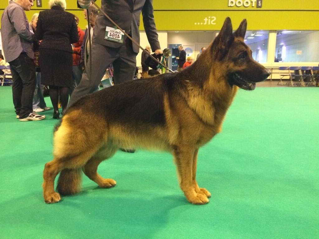 German Shepherd Dog Show