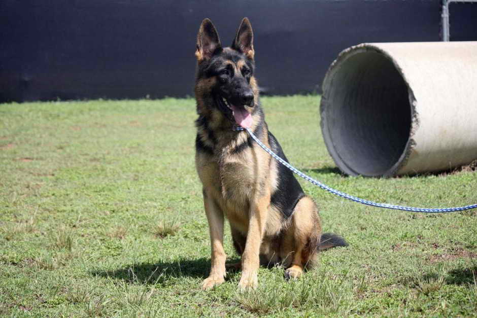 German Shepherd Dog Training Video