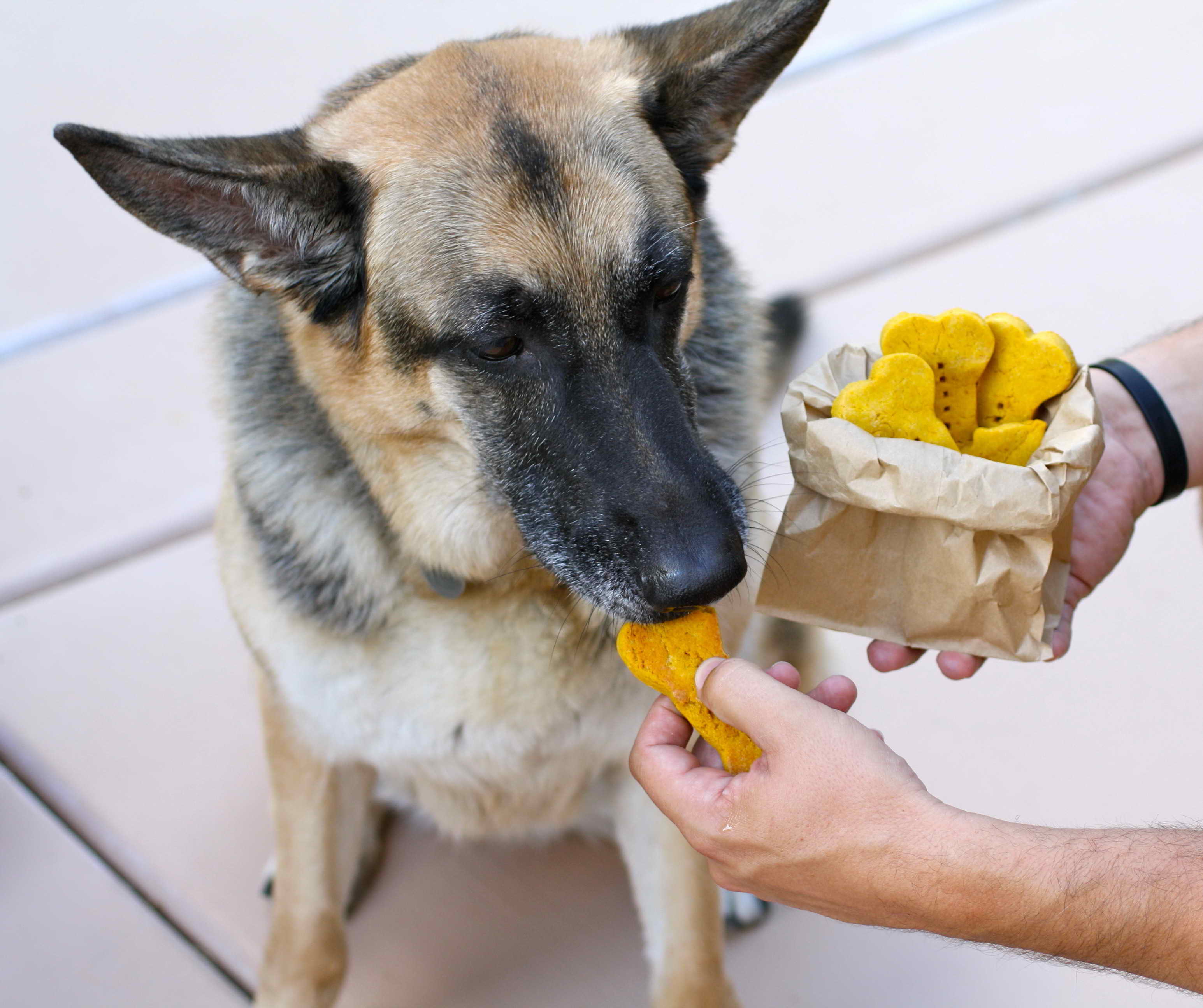dog treats for german shepherd