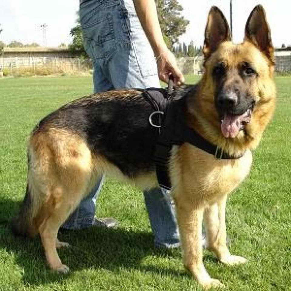 German Shepherd Dog Weight