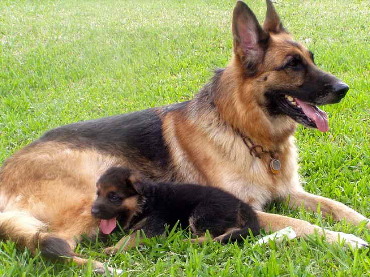 German Shepherd Dogs And Puppies