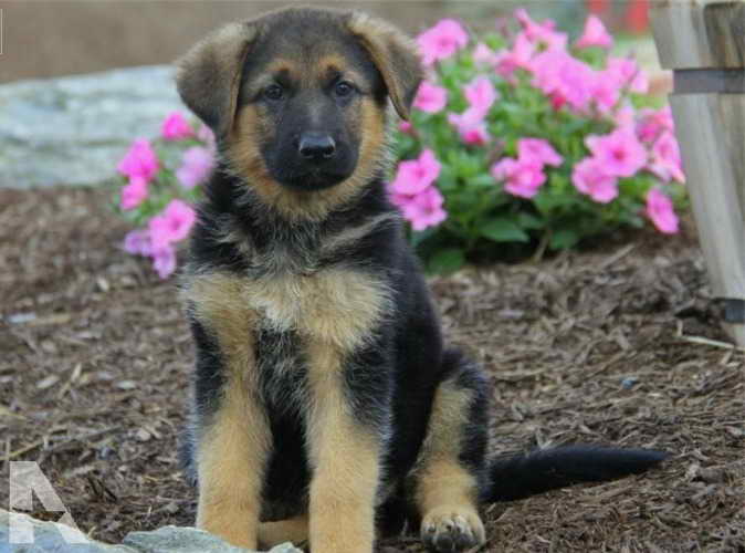 German Shepherd Dogs For Sale In Iowa | PETSIDI