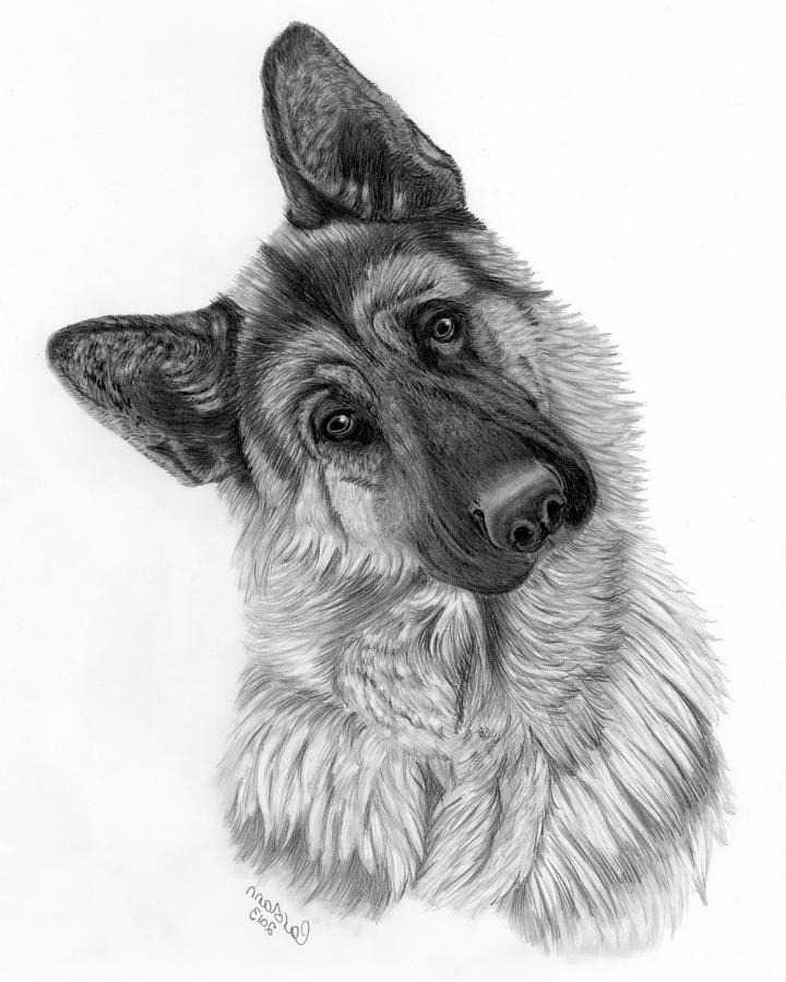 German Shepherd Drawing | PETSIDI