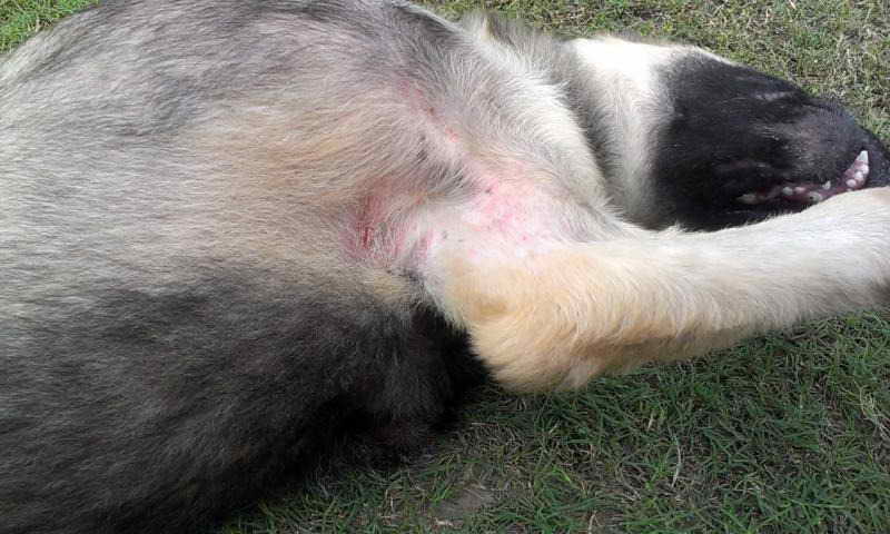 German Shepherd Dry Itchy Skin