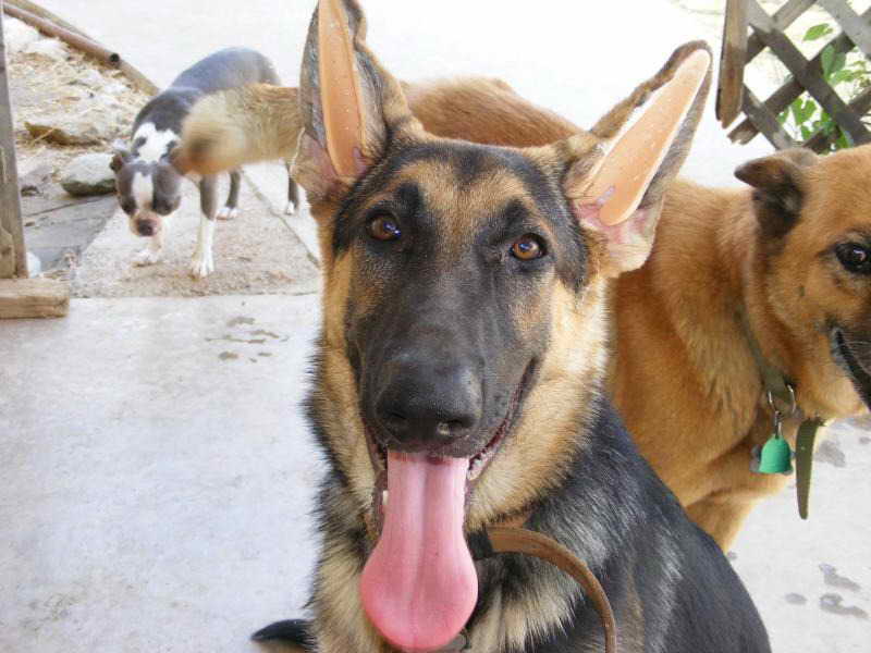 German Shepherd Ear Forms