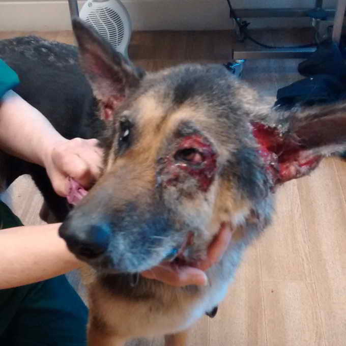 German Shepherd Ear Infection