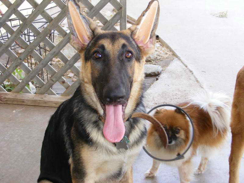 German Shepherd Ear Inserts