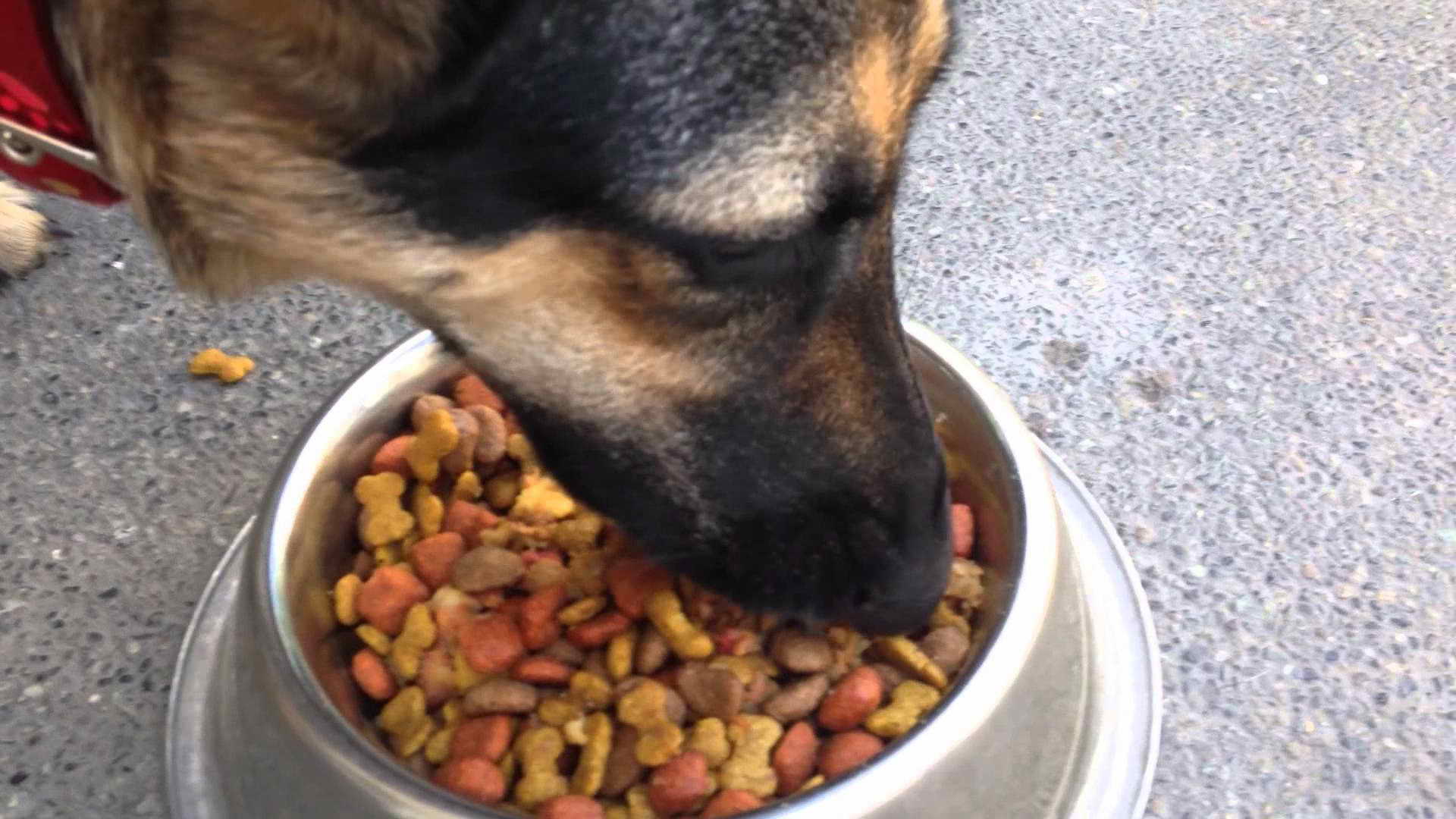 German Shepherd Eating PETSIDI