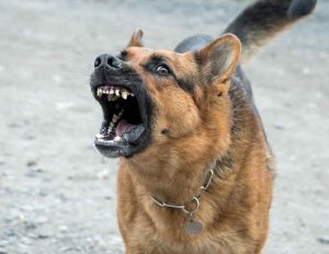 German Shepherd Excessive Barking