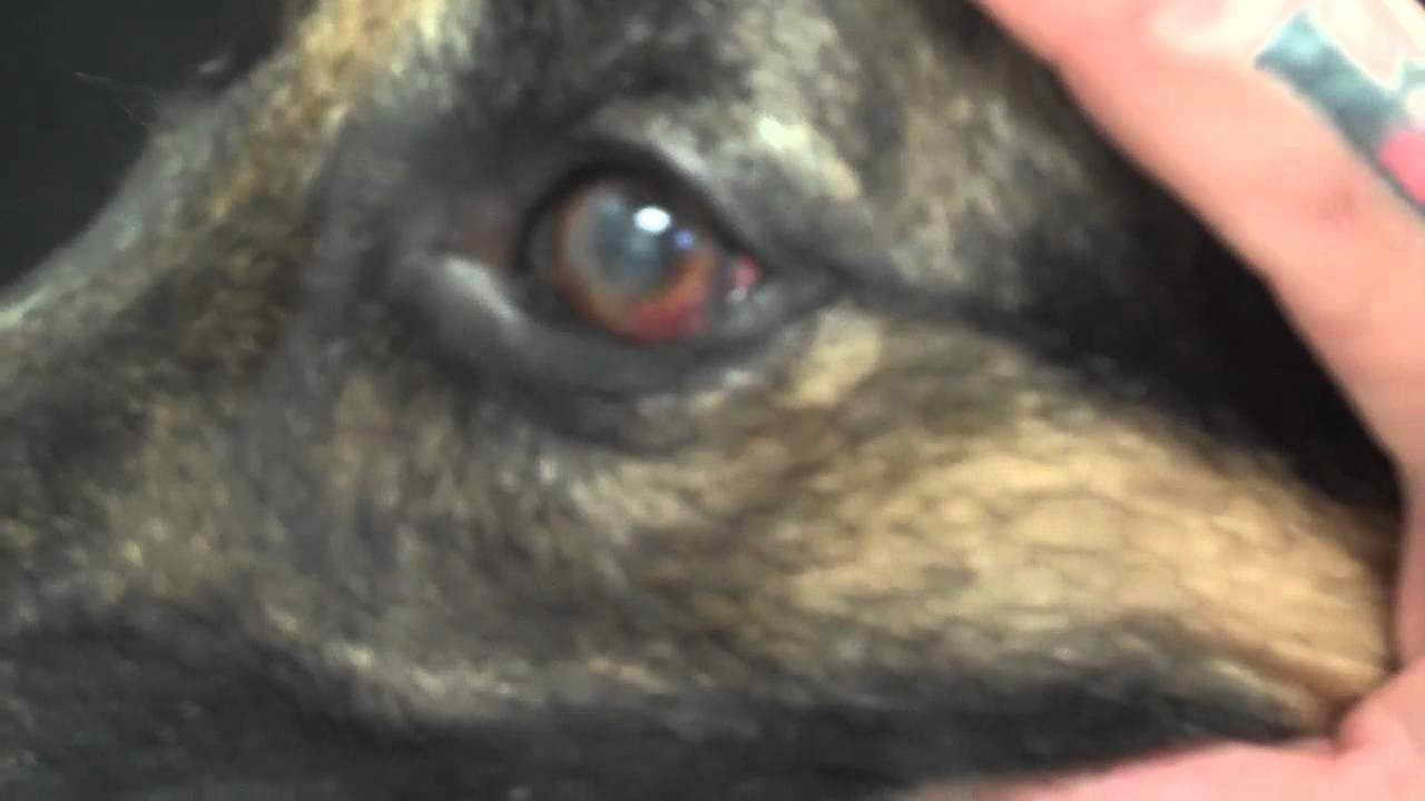 German Shepherd Eye Disease