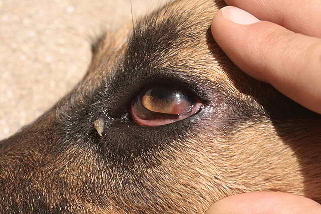 German Shepherd Eye Problems