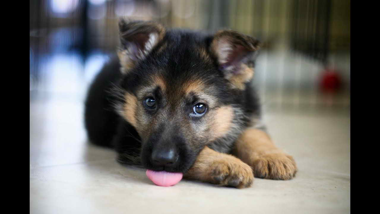 German Shepherd Facts And Info