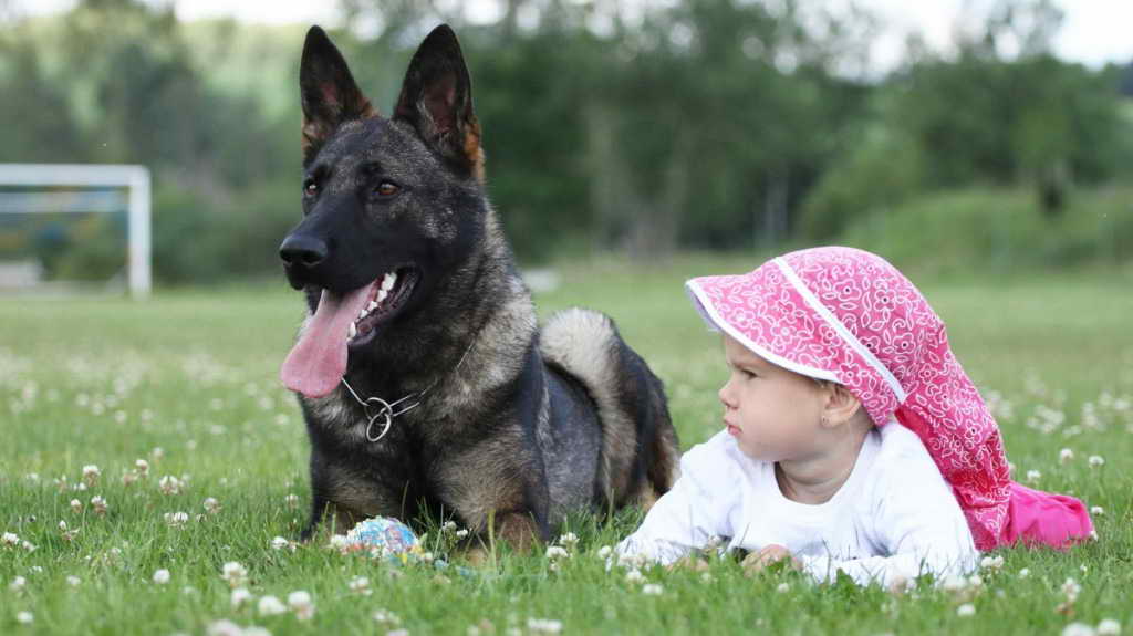 German Shepherd Family Protection