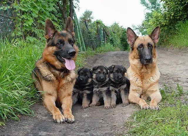 German Shepherd Family