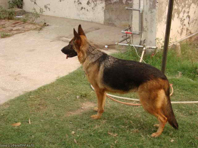 German Shepherd Female For Sale