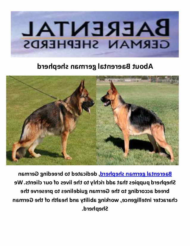 German Shepherd For Sale Houston Tx