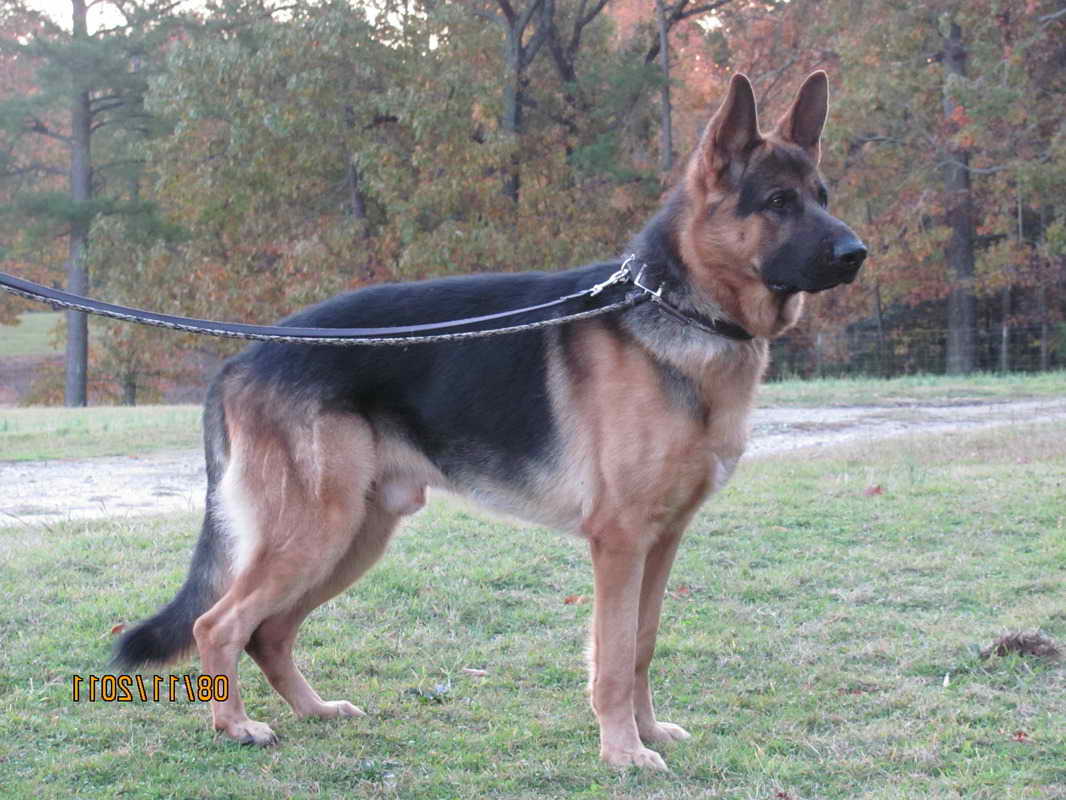 German Shepherd For Sale In Sc