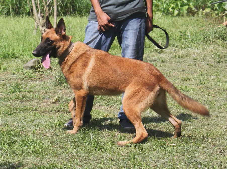 German Shepherd For Sale In The Philippines