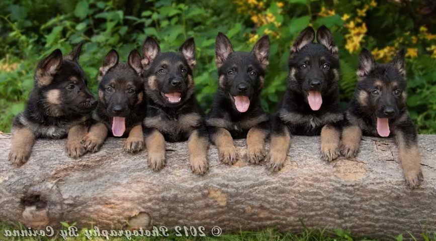 German Shepherd For Sale Ma