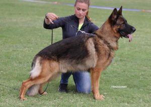 German Shepherd For Sale San Diego