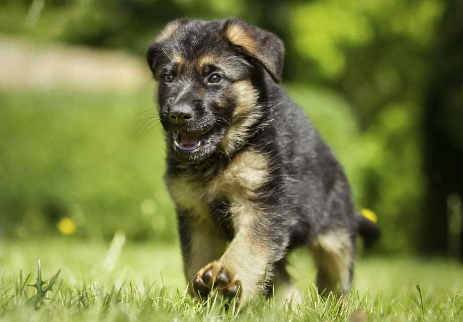 German Shepherd For