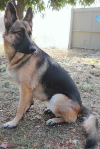German Shepherd Forum