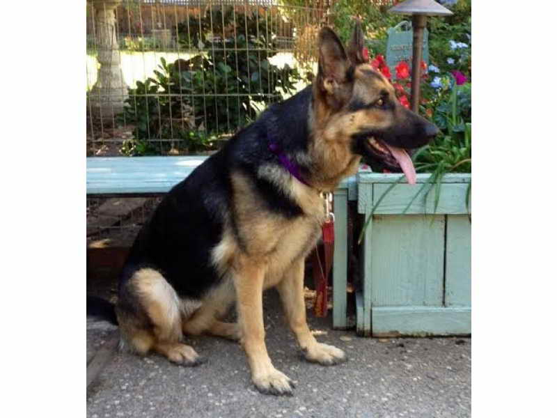 German Shepherd Foster Program