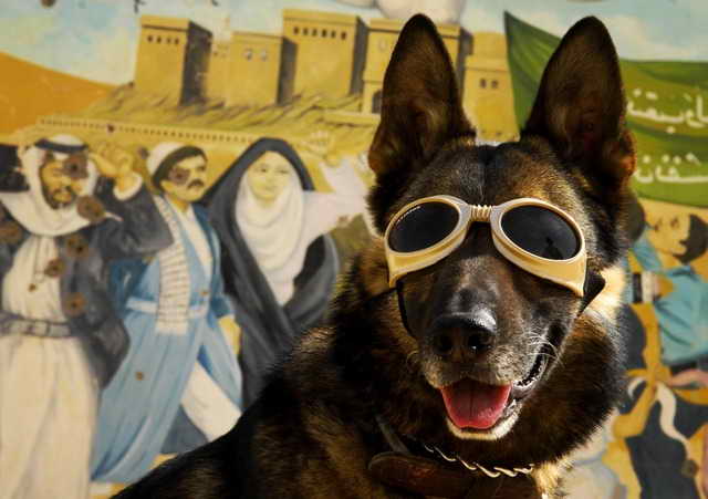 German Shepherd Goggles