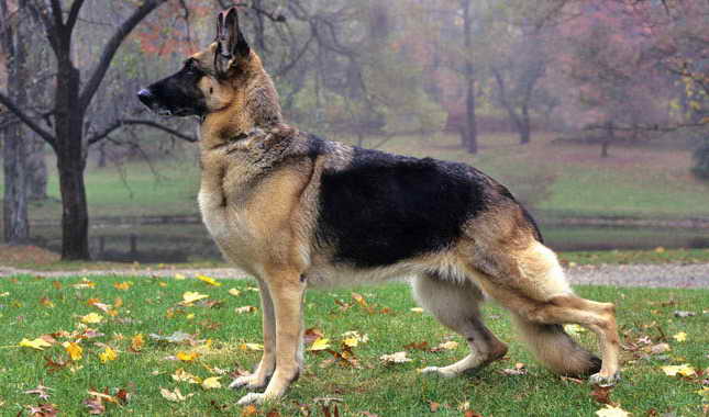 German Shepherd Good Guard Dog